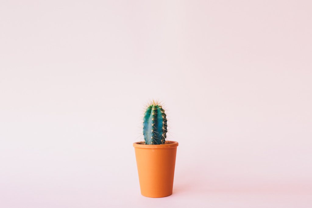 plant, cactus, background-1985874.jpg